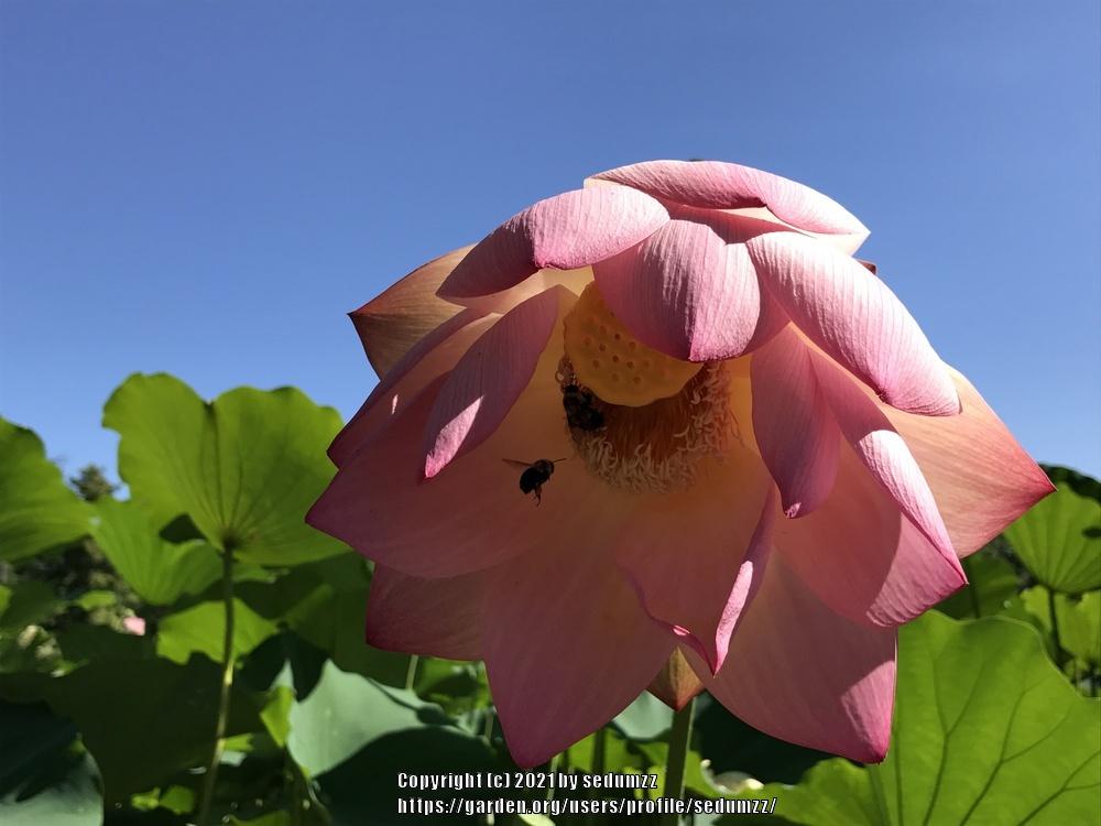 Photo of Lotuses (Nelumbo) uploaded by sedumzz