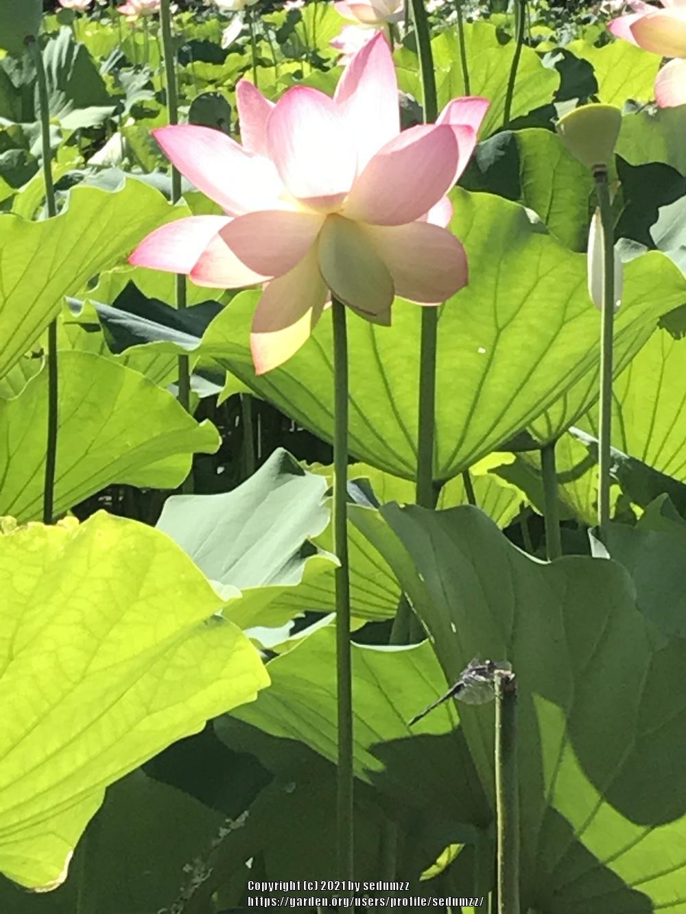 Photo of Lotuses (Nelumbo) uploaded by sedumzz