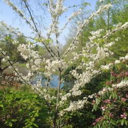 Location: Jenkins Arboretum in Berwyn, PA
Date: 2021-04-27
full white bloom