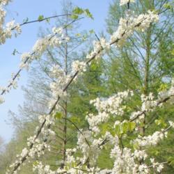Location: Jenkins Arboretum in Berwyn, PA
Date: 2021-04-27
closer shot of bloom