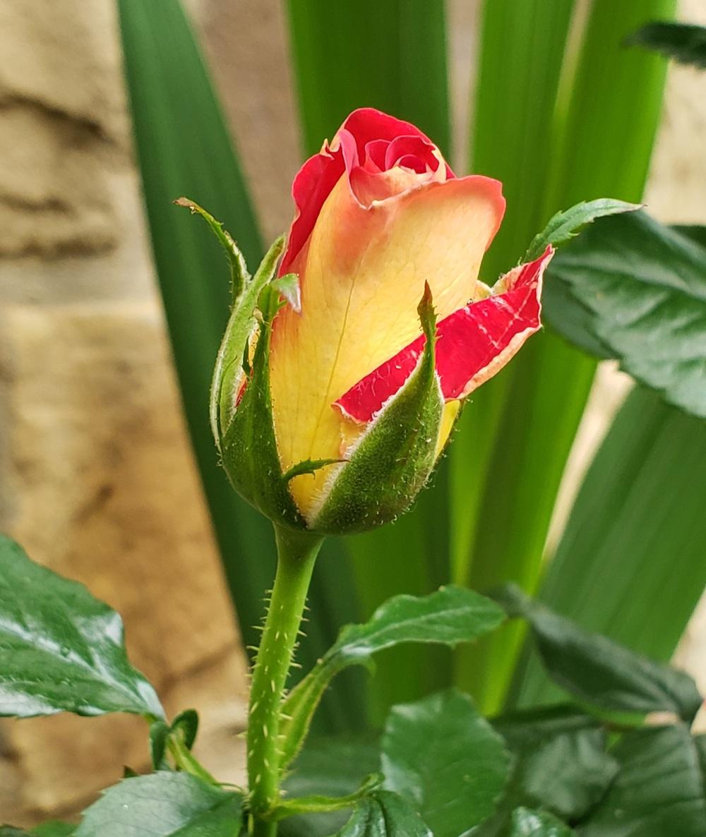 Photo of Floribunda Rose (Rosa 'Ketchup & Mustard') uploaded by LindsayG