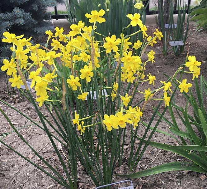 Photo of Species Daffodil (Narcissus jonquilla subsp. jonquilla 'Early Louisiana') uploaded by MaryDurtschi