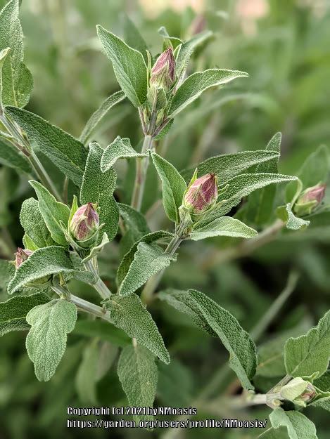 Photo of Culinary Sages (Salvia officinalis) uploaded by NMoasis