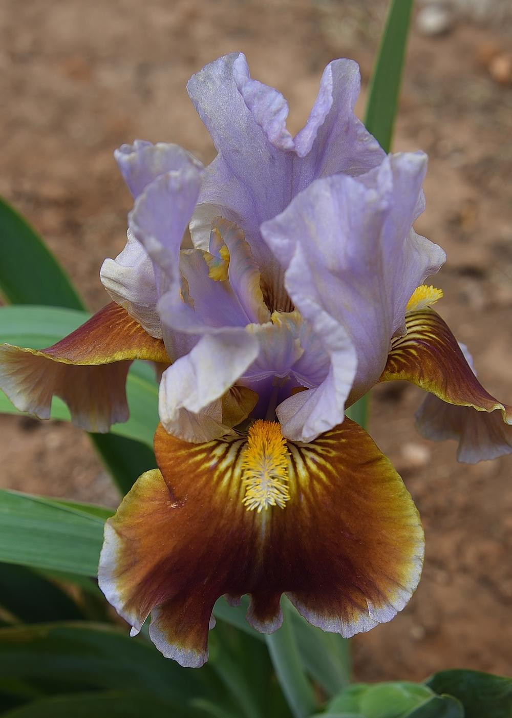 Photo of Intermediate Bearded Iris (Iris 'Man's Best Friend') uploaded by Polka45
