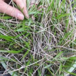 Location: Toronto, Ontario
Date: 2021-04-26
Sweetgrass (Anthoxanthum nitens) the new growth in spring with fl