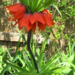 Location: Toronto, Ontario
Date: 2021-04-27
Crown Imperial Fritillaria (Fritillaria imperialis).