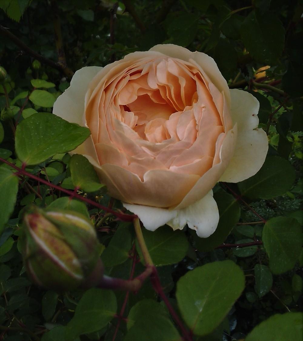 Photo of Rose (Rosa 'Jude the Obscure') uploaded by manueldalmeida