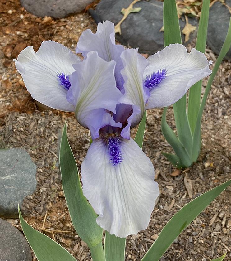 Photo of Standard Dwarf Bearded Iris (Iris 'Forever Blue') uploaded by marysp
