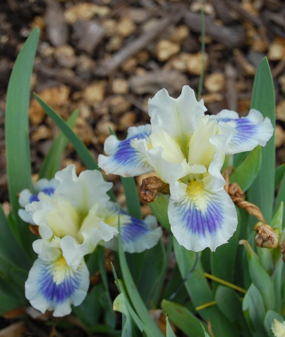 Photo of Irises (Iris) uploaded by valleylynn