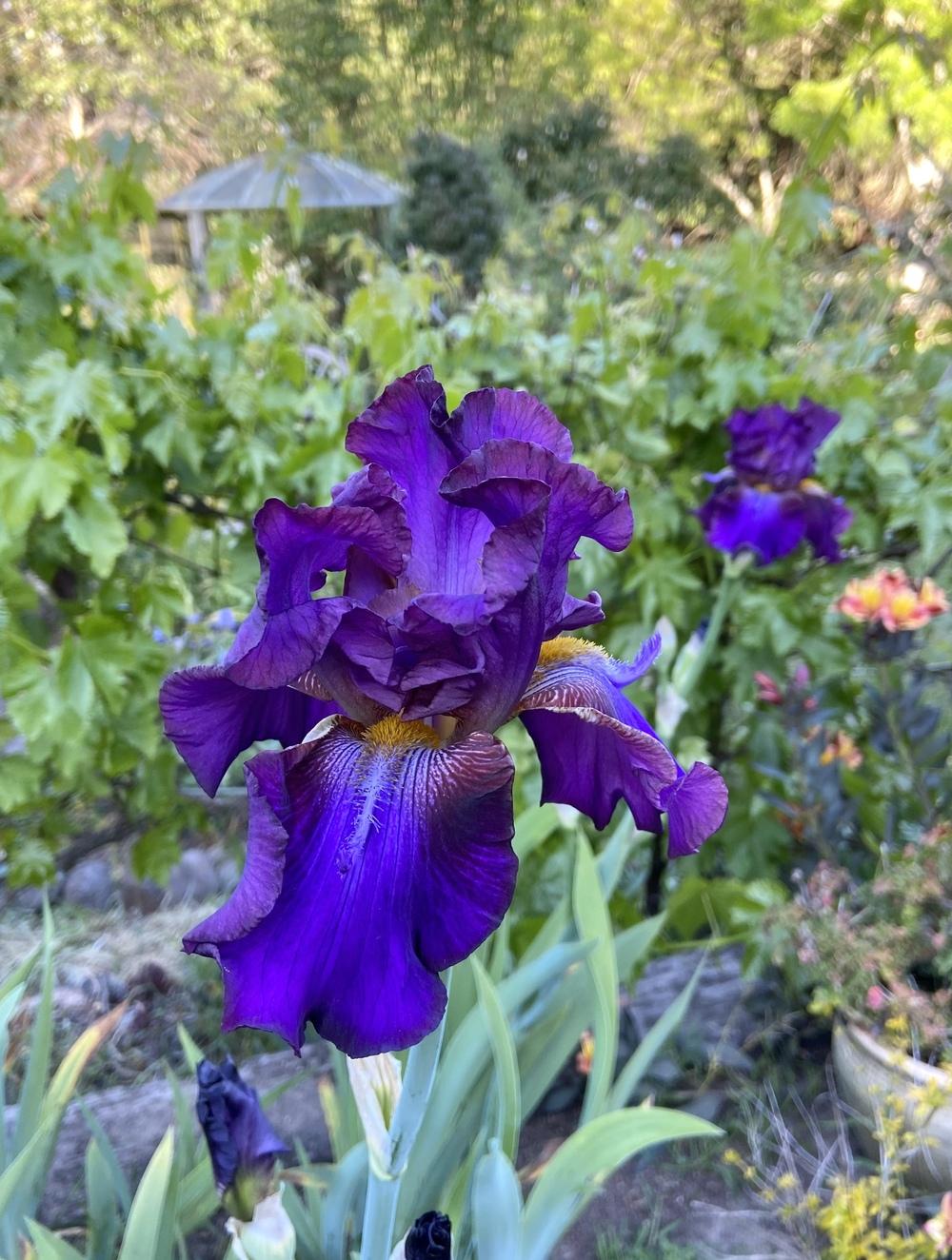 Photo of Tall Bearded Iris (Iris 'Mescalero Chief') uploaded by Calif_Sue