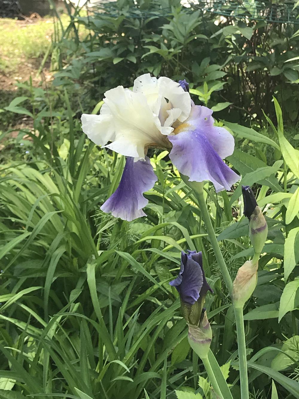 Photo of Tall Bearded Iris (Iris 'Edith Wolford') uploaded by Zoia