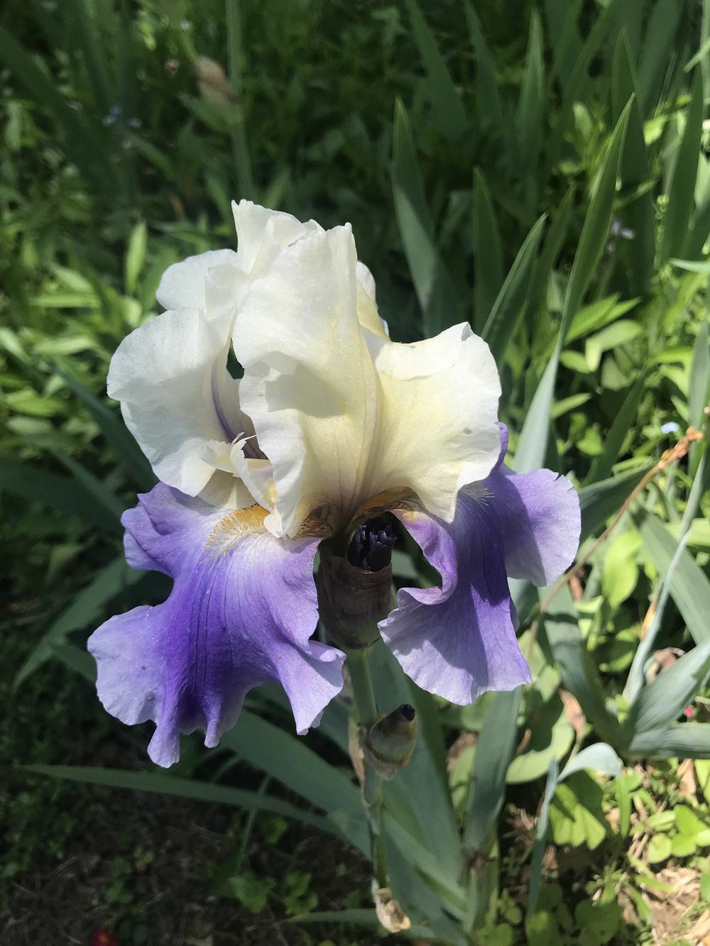 Photo of Tall Bearded Iris (Iris 'Edith Wolford') uploaded by Zoia