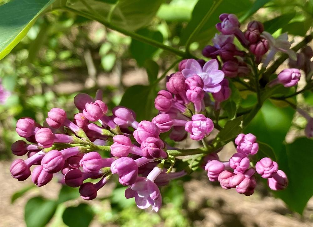 Photo of Lilac (Syringa vulgaris 'Belle de Nancy') uploaded by csandt