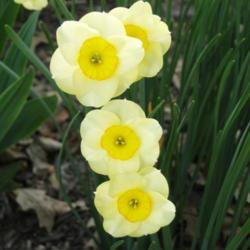 Location: southeast Nebraska 
Date: 2021-04-27 
A late blooming petite daffodil