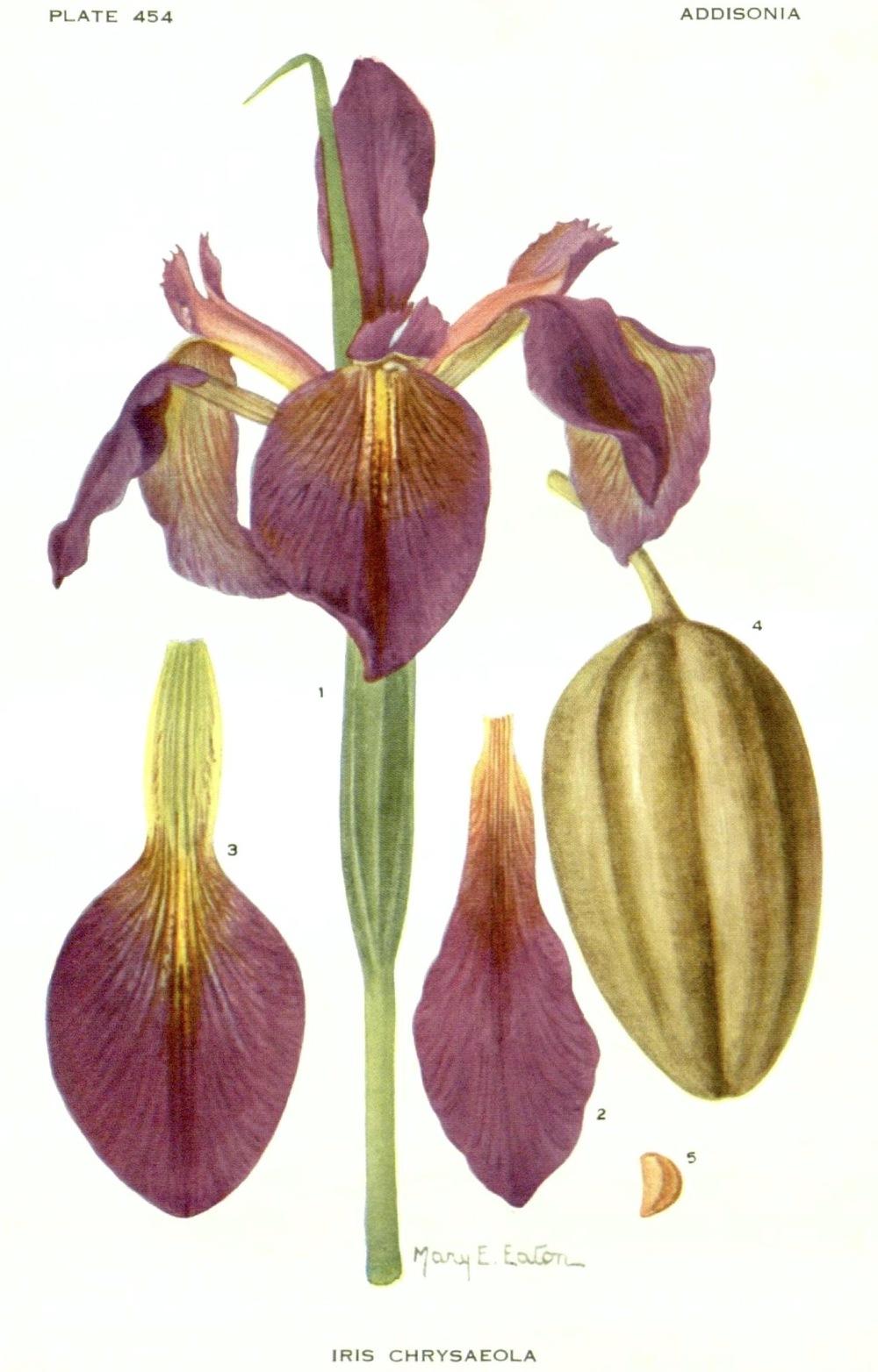 Photo of Species Iris (Iris brevicaulis) uploaded by scvirginia