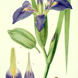 
Date: c. 1924
illustration [as Iris foliosa] by Mary E. Eaton from 'Addisonia',