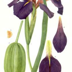 
Date: c. 1929
illustration [as Iris atrocyanea] by Mary E. Eaton from 'Addisoni