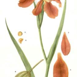 
Date: c. 1927
illustration by Mary E. Eaton from 'Addisonia', 1927