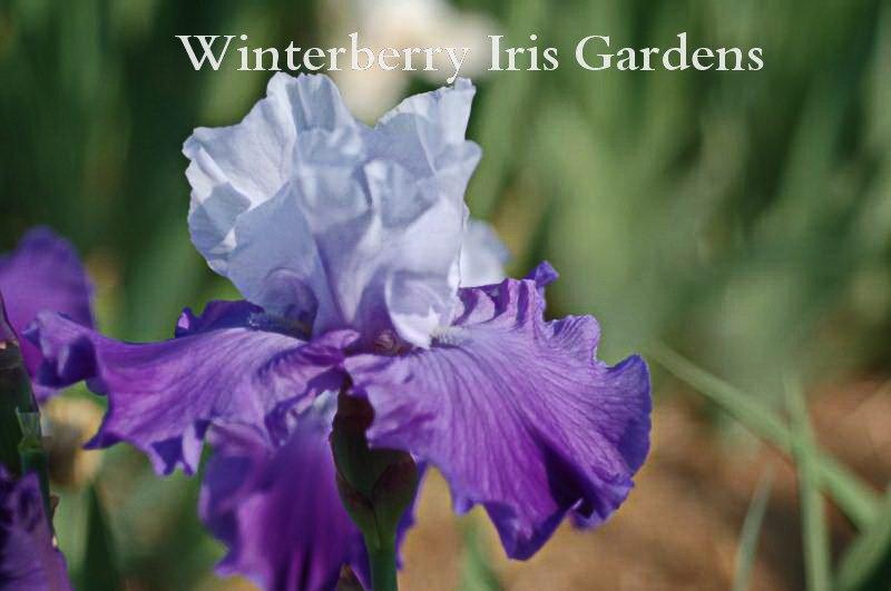 Photo of Tall Bearded Iris (Iris 'Blue Ridge Beauty') uploaded by DaylilySLP