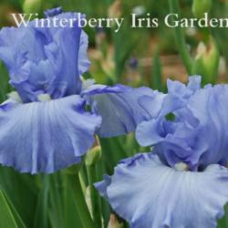 
Image courtesy of Winterberry Iris Gardens