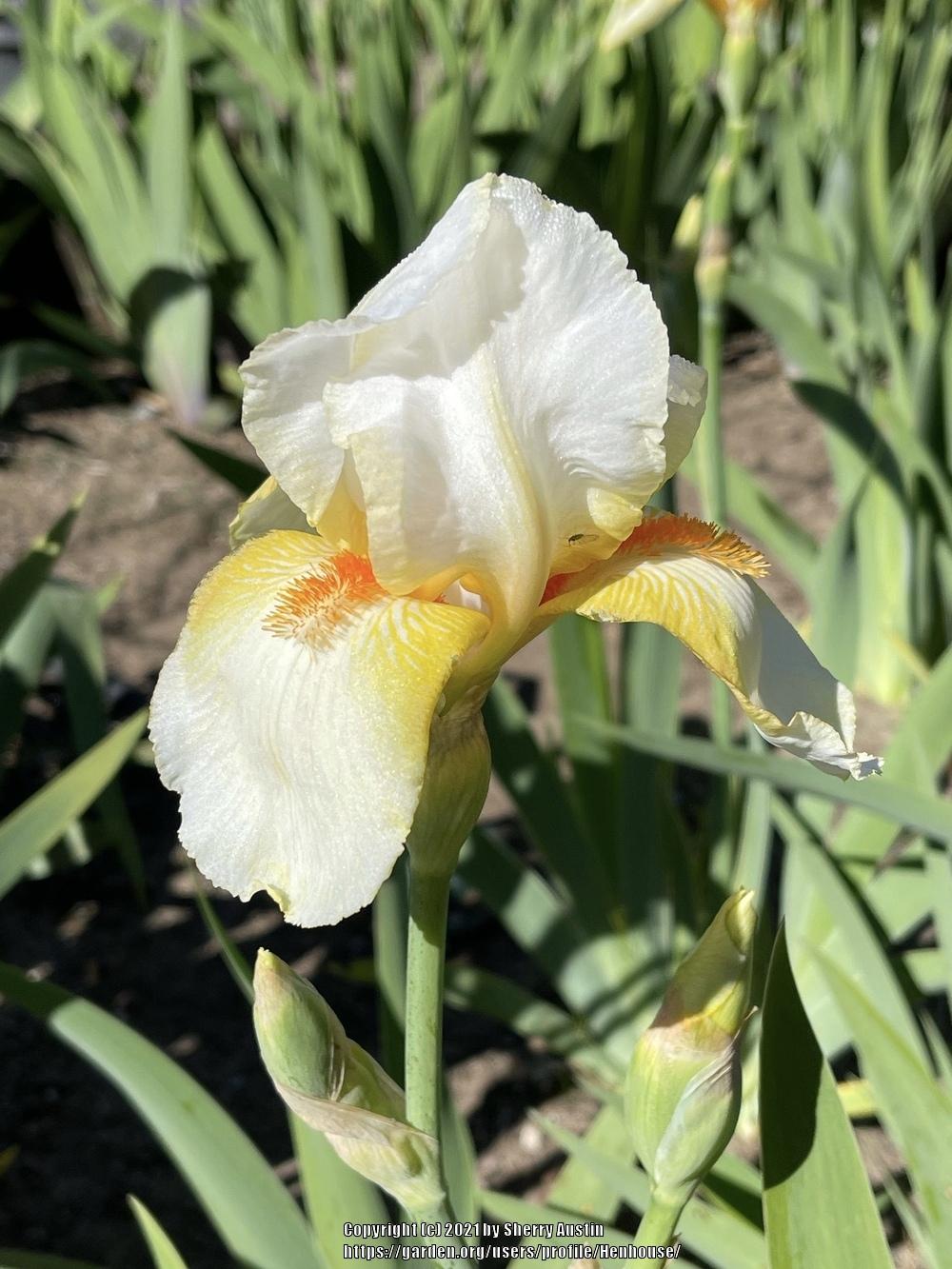 Photo of Tall Bearded Iris (Iris 'Gay Pal') uploaded by Henhouse