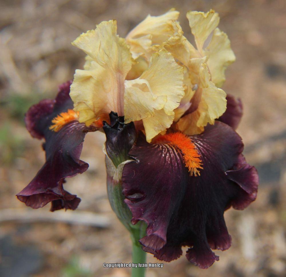 Photo of Tall Bearded Iris (Iris 'Secret Service') uploaded by Ivan_N_Tx