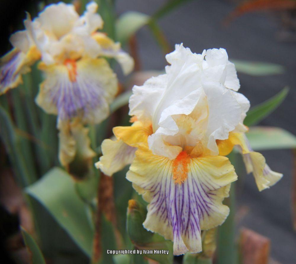 Photo of Tall Bearded Iris (Iris 'Exposé') uploaded by Ivan_N_Tx
