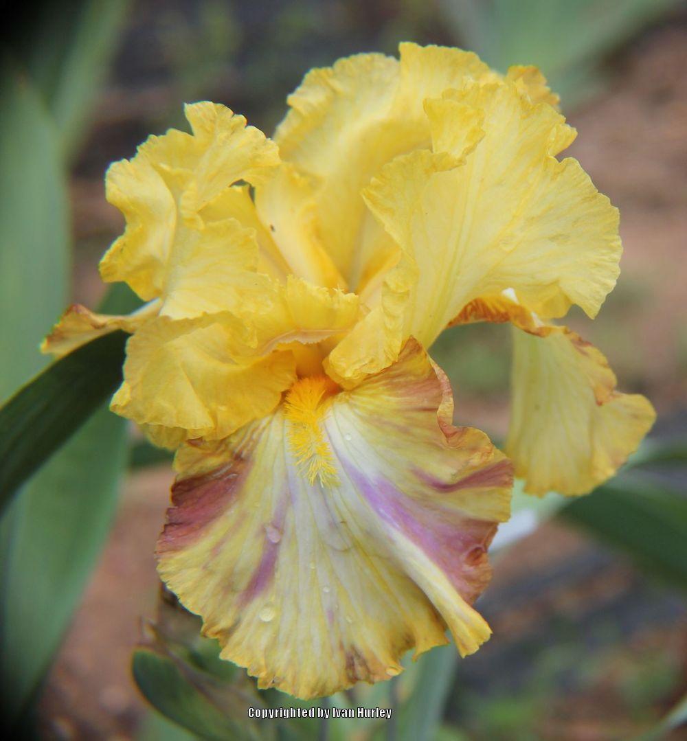 Photo of Tall Bearded Iris (Iris 'Autumn Years') uploaded by Ivan_N_Tx