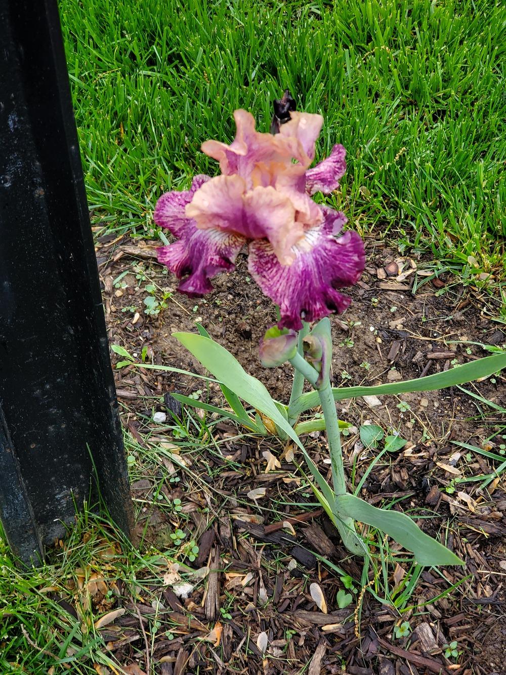 Photo of Tall Bearded Iris (Iris 'Tribute to Rosalie') uploaded by Margetoday
