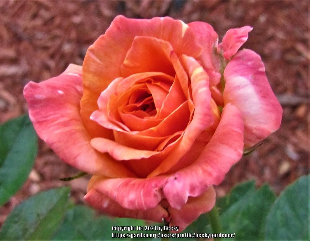 Photo of Rose (Rosa 'Arizona') uploaded by beckygardener