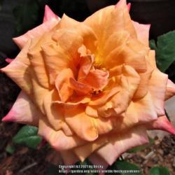 Location: Sebastian, Florida
Date: 2021-04-29
A small, but lovely peach colored bloomer!