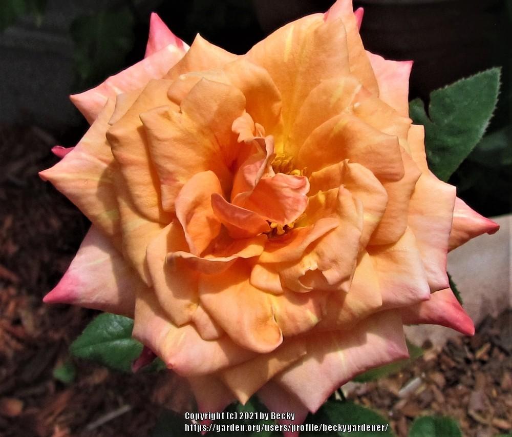 Photo of Rose (Rosa 'Arizona') uploaded by beckygardener