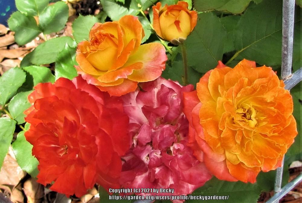 Photo of Rose (Rosa 'Pinata') uploaded by beckygardener