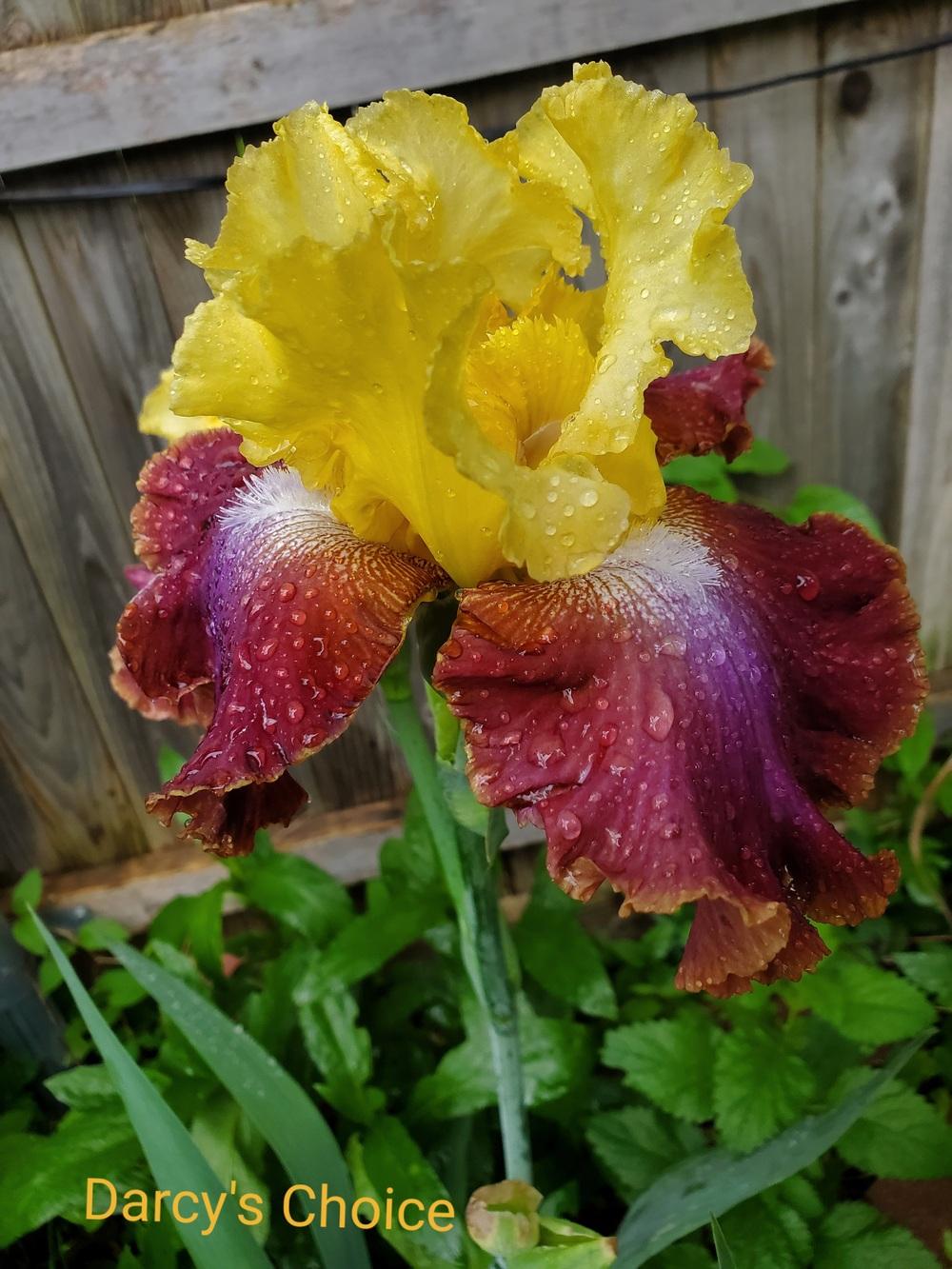 Photo of Tall Bearded Iris (Iris 'Darcy's Choice') uploaded by javaMom