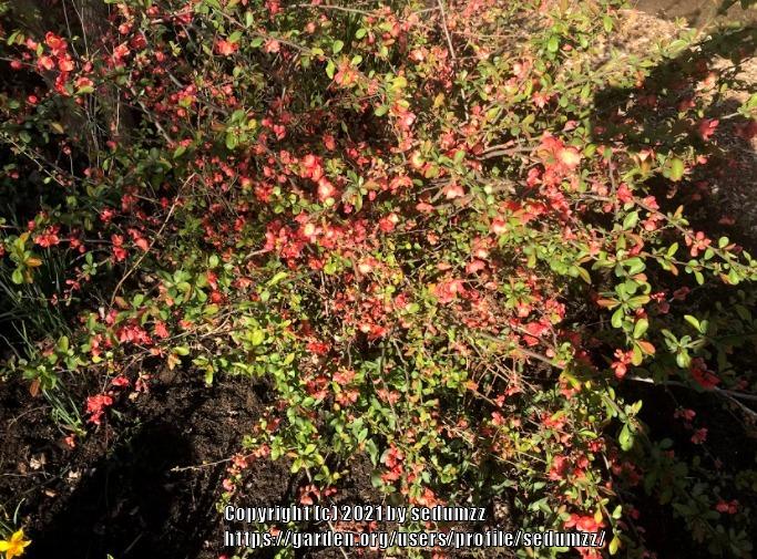 Photo of Flowering Quince (Chaenomeles japonica) uploaded by sedumzz