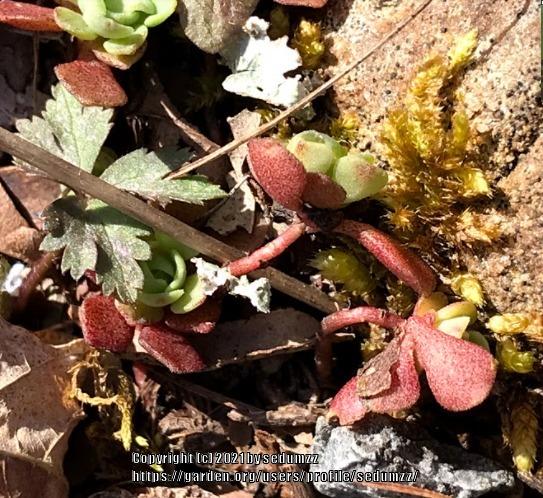 Photo of Cliff Stonecrop (Sedum glaucophyllum) uploaded by sedumzz