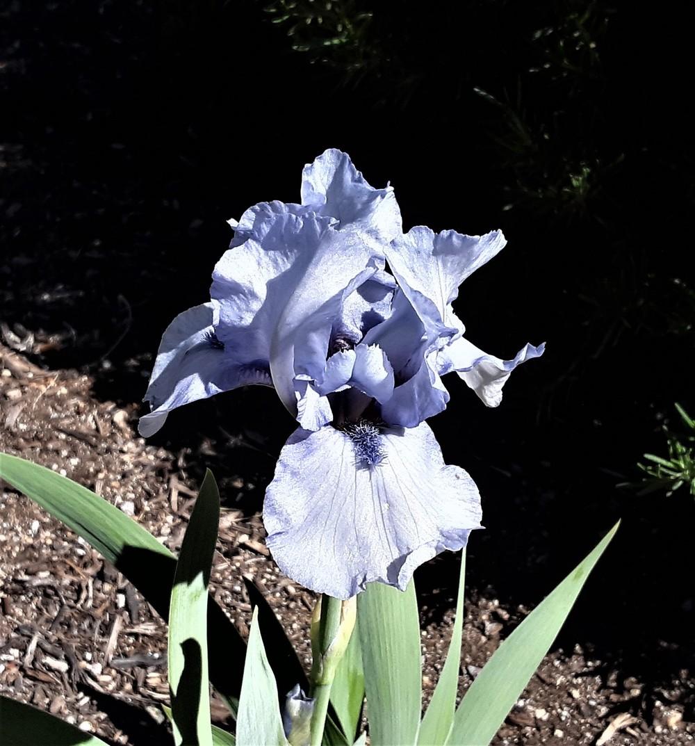 Photo of Intermediate Bearded Iris (Iris 'Az Ap') uploaded by Bitoftrouble