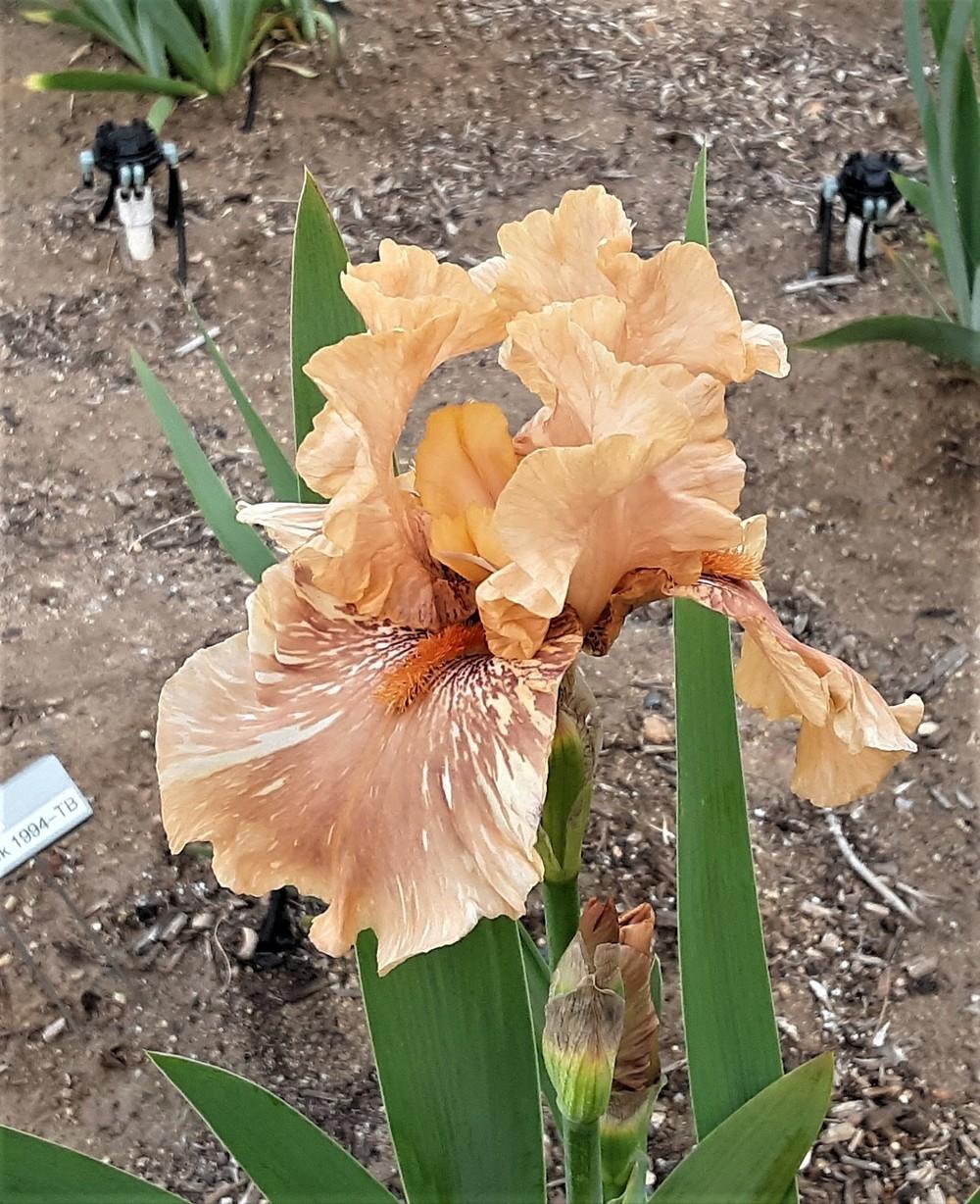 Photo of Tall Bearded Iris (Iris 'Hyenasicle') uploaded by Bitoftrouble