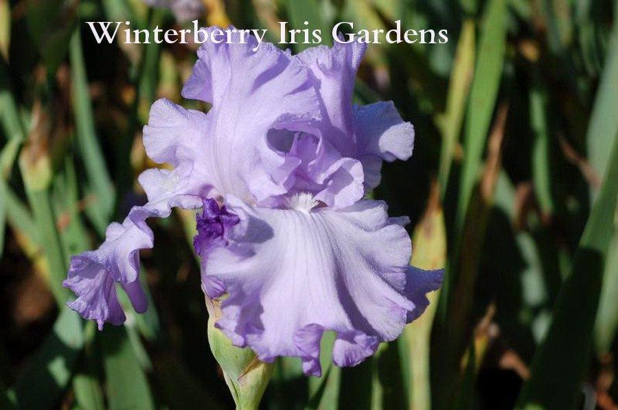 Photo of Tall Bearded Iris (Iris 'Mary Frances') uploaded by DaylilySLP