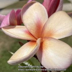 Location: Tampa, Florida
Date: 4/29/2021 at 12:30 pm
Third Bloom of my seedling grown plumeria nicknamed “Cleo”. C