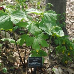 Location: Jenkins Arboretum in Berwyn, PA
Date: 2021-04-27
specimen starting to bloom