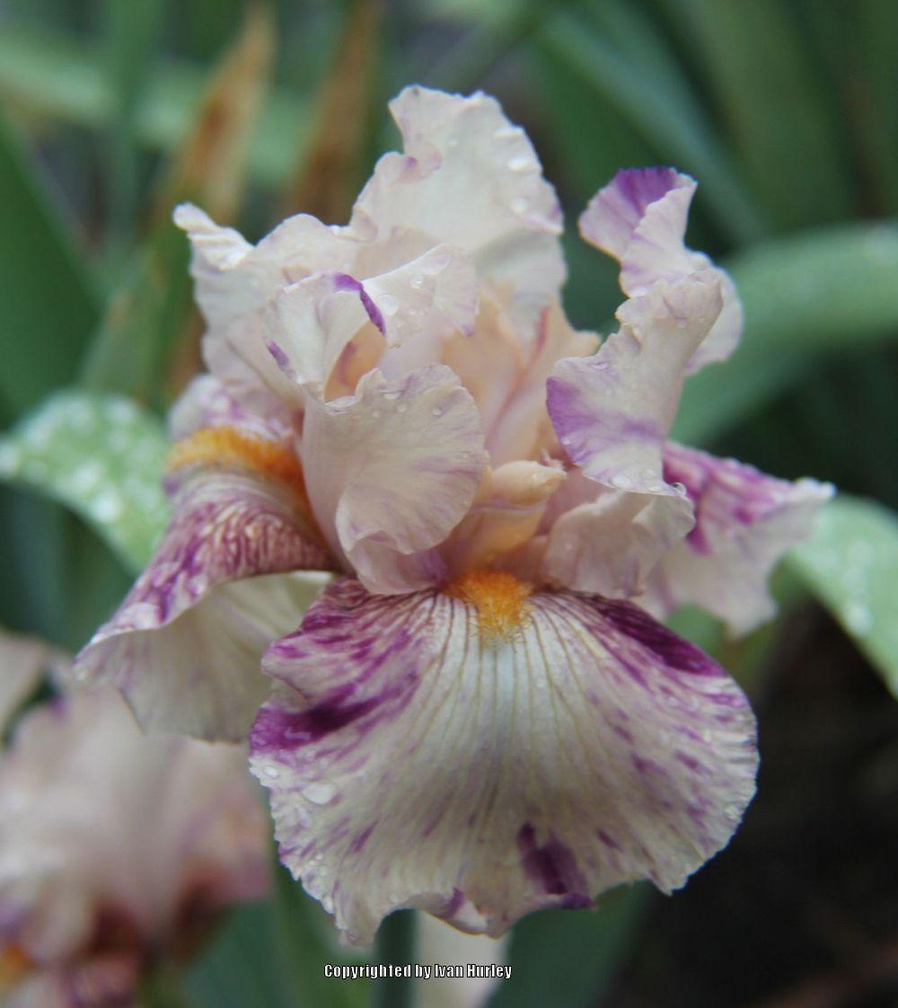 Photo of Border Bearded Iris (Iris 'Raspberry Silk') uploaded by Ivan_N_Tx
