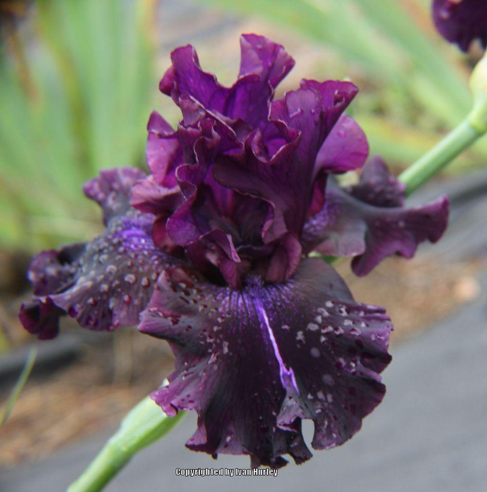 Photo of Tall Bearded Iris (Iris 'Badlands') uploaded by Ivan_N_Tx