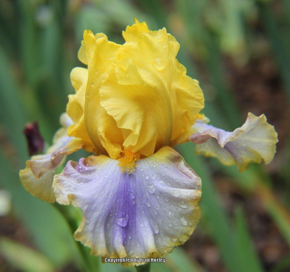Photo of Tall Bearded Iris (Iris 'Gambling Man') uploaded by Ivan_N_Tx