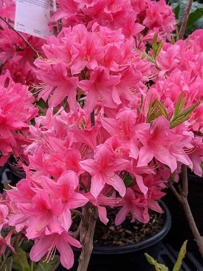 Photo of Azalea (Rhododendron 'Rosy Lights') uploaded by Joy