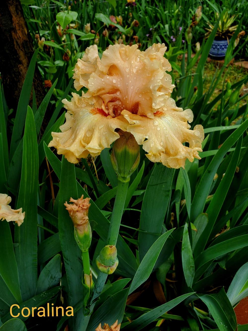 Photo of Tall Bearded Iris (Iris 'Coralina') uploaded by javaMom
