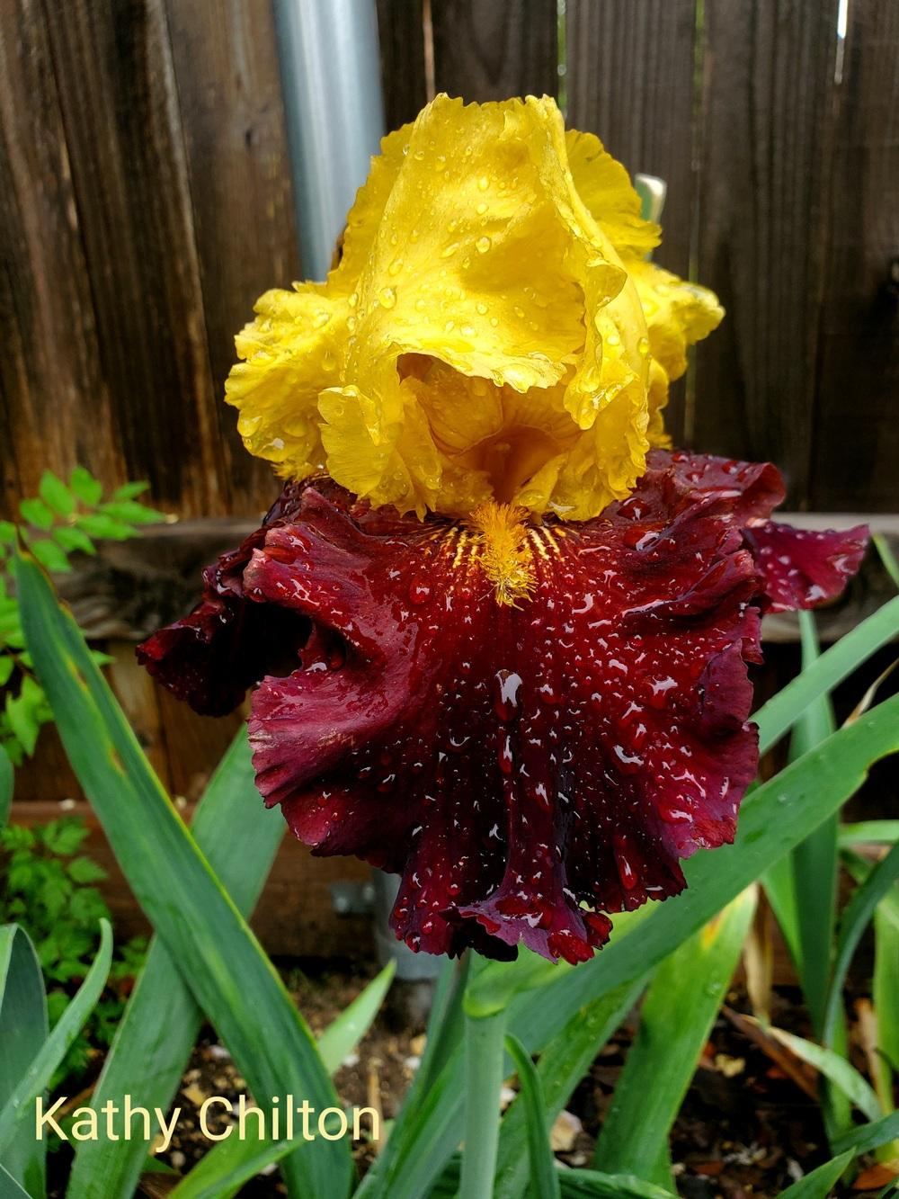 Photo of Tall Bearded Iris (Iris 'Kathy Chilton') uploaded by javaMom
