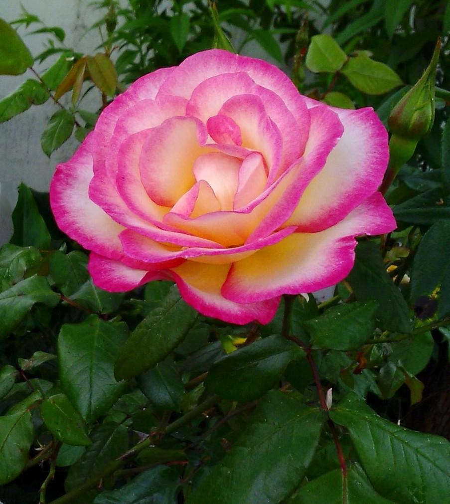 Photo of Rose (Rosa 'Handel') uploaded by manueldalmeida