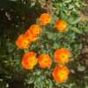 California Poppy Red (Eschscholzia californica 'Mikado'); Decatur