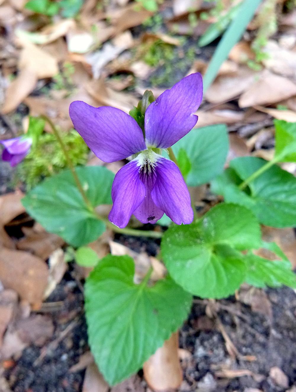 Photo of Common Blue Violet (Viola sororia) uploaded by scvirginia